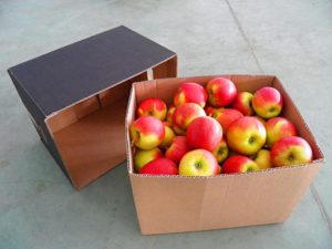 Руководство Россельхознадзора согласовало предварительные уведомления на поставки яблок из ЕС