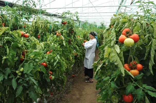 ​Минсельхоз определился с перечнем сельхозпроектов для программы импортозамещения