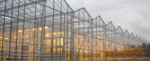 В России формируются основные центры тепличного овощеводства