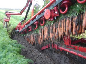 Кубанское овощеводство и анализ отечественного производства моркови